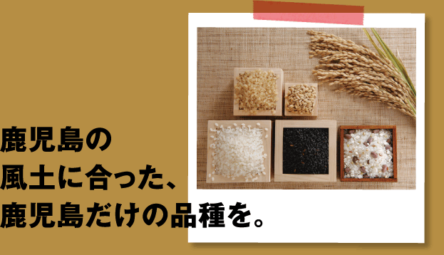 鹿児島の風土に合った、鹿児島だけの品種を。